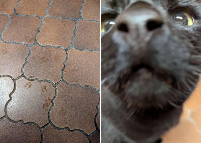 116 Cute Cat Paw Prints That Prove Cats Truly Don’t Care And Never Did