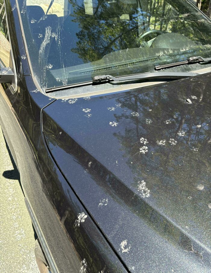 116 Cute Cat Paw Prints That Prove Cats Truly Don’t Care And Never Did