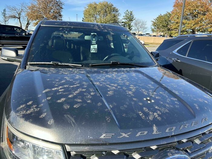 116 Cute Cat Paw Prints That Prove Cats Truly Don’t Care And Never Did