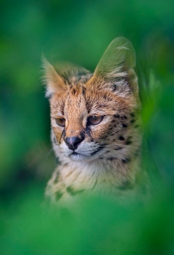I Took 35 Stunning Wildlife Photos Just Two Kilometers From Home