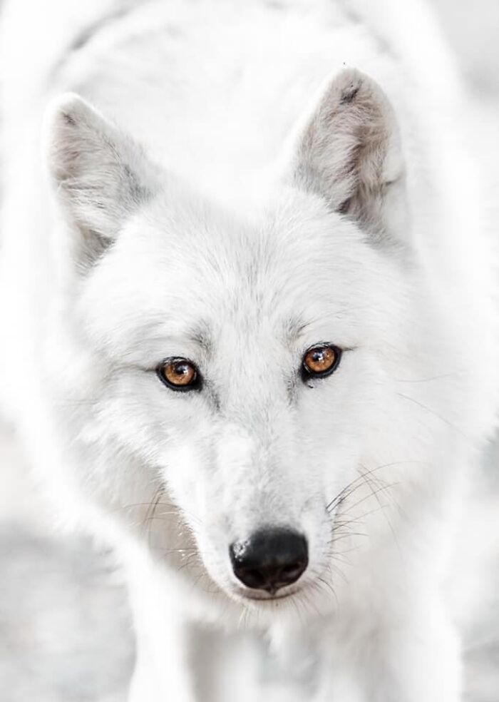 I Took 35 Stunning Wildlife Photos Just Two Kilometers From Home