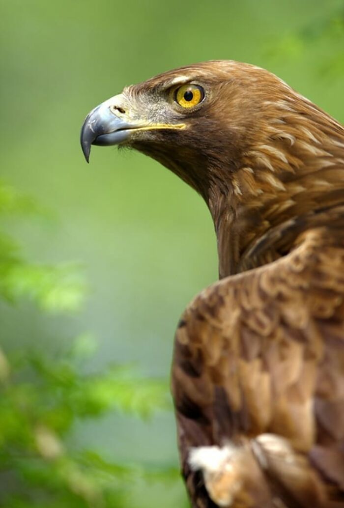 I Took 35 Stunning Wildlife Photos Just Two Kilometers From Home