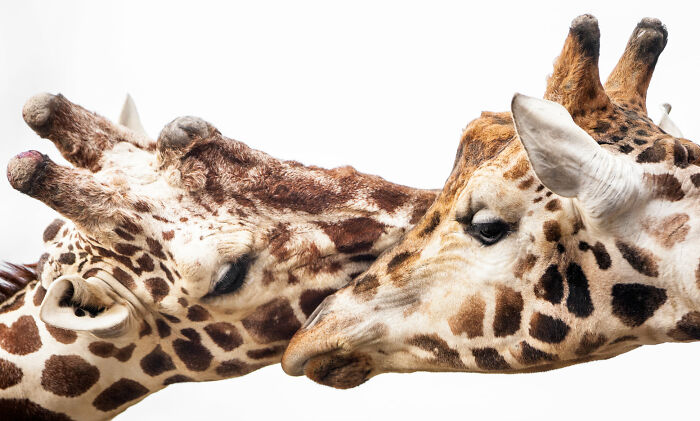 I Took 35 Stunning Wildlife Photos Just Two Kilometers From Home