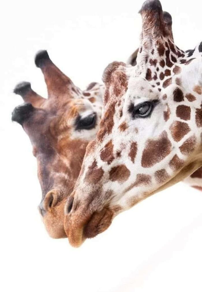 I Took 35 Stunning Wildlife Photos Just Two Kilometers From Home