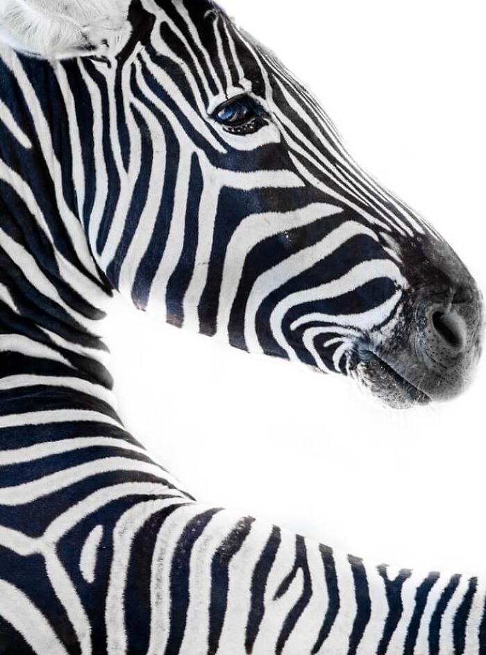 I Took 35 Stunning Wildlife Photos Just Two Kilometers From Home