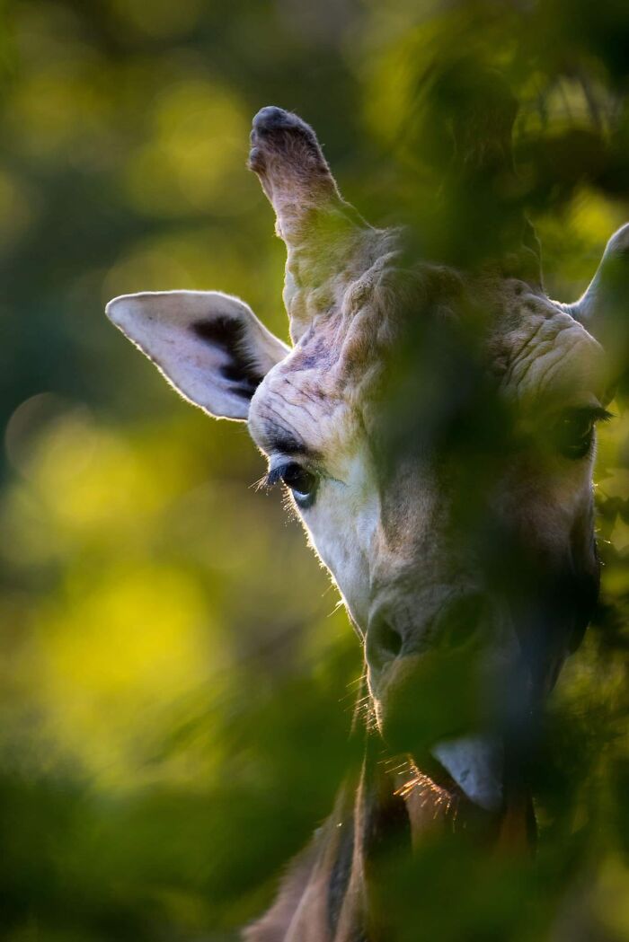 I Took 35 Stunning Wildlife Photos Just Two Kilometers From Home