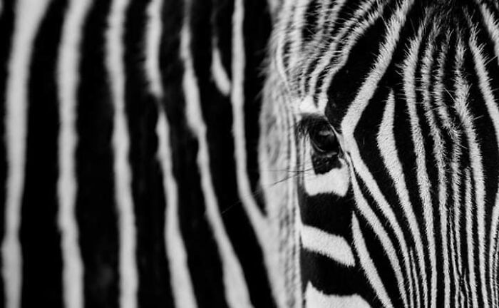 I Took 35 Stunning Wildlife Photos Just Two Kilometers From Home