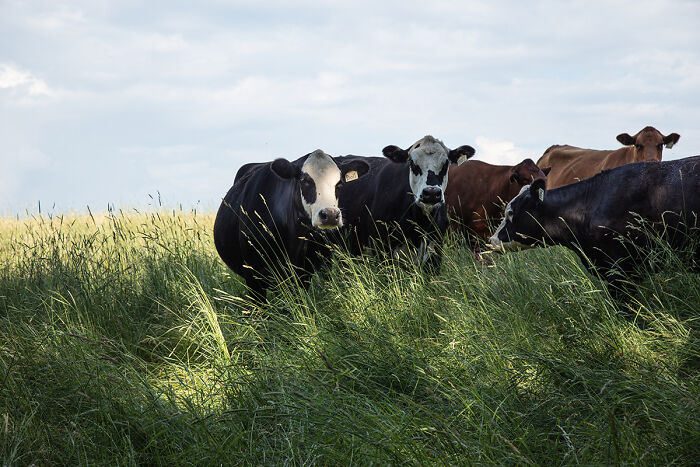 The Heart Of Hudson Valley’s Rural Communities In 19 Photos By Susan Anthony