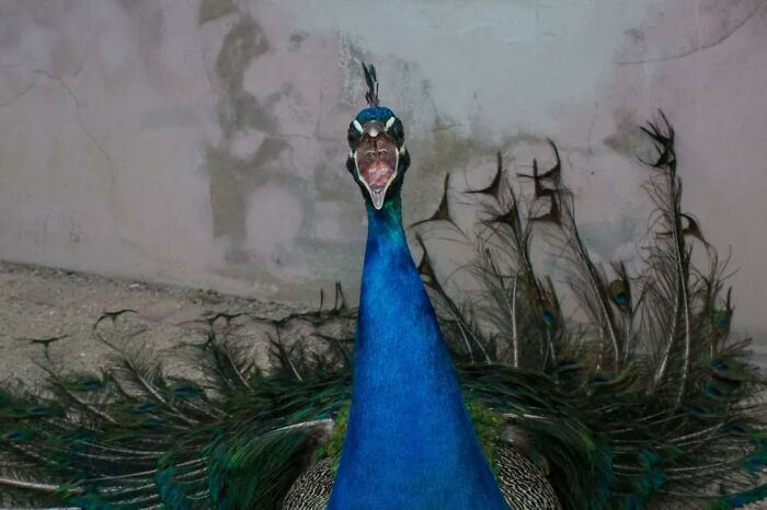 27 Serendipitous Moments Captured In Everyday Life By This Street Photographer (New Pics)