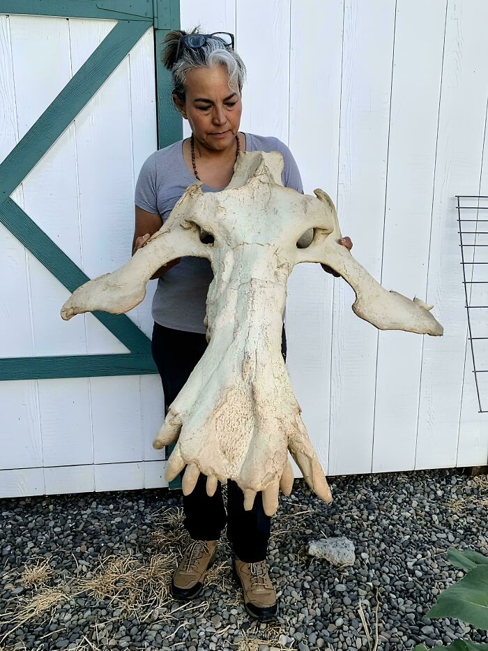 Nature Had To Be “Metal” When These 67 Now Extinct Creatures Were Around (New Pics)