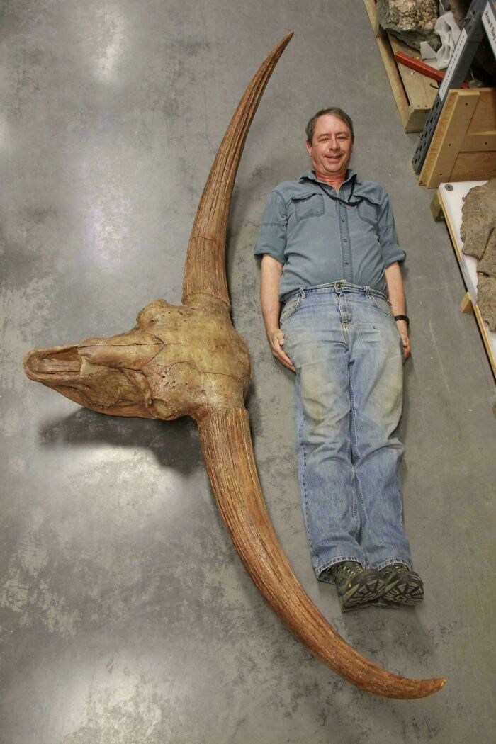 Nature Had To Be “Metal” When These 67 Now Extinct Creatures Were Around (New Pics)