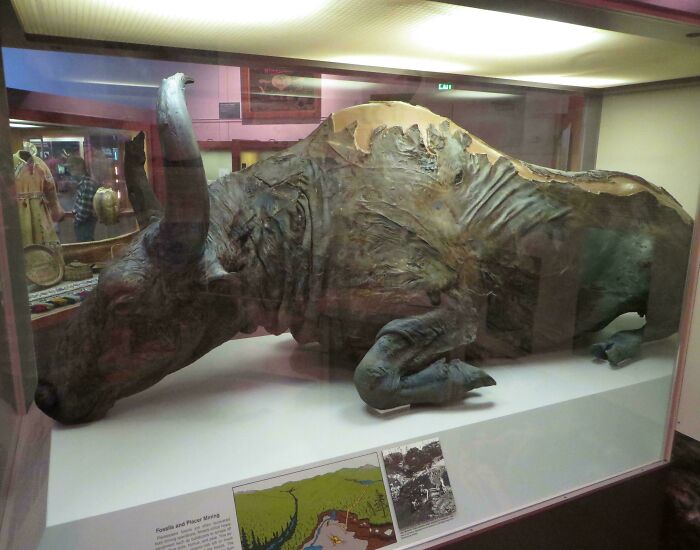 Nature Had To Be “Metal” When These 67 Now Extinct Creatures Were Around (New Pics)
