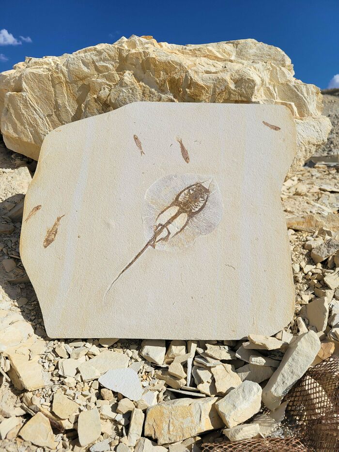 Nature Had To Be “Metal” When These 67 Now Extinct Creatures Were Around (New Pics)