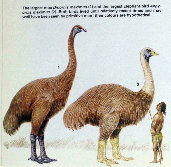 Nature Had To Be “Metal” When These 67 Now Extinct Creatures Were Around (New Pics)