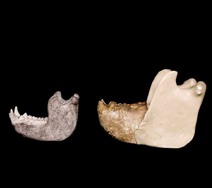 Nature Had To Be “Metal” When These 67 Now Extinct Creatures Were Around (New Pics)