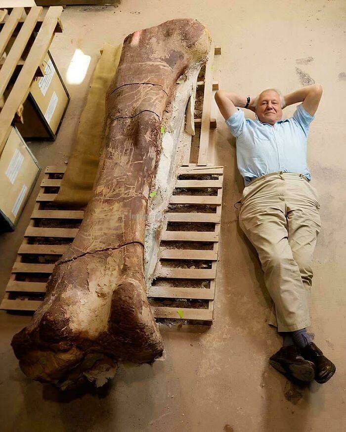 Nature Had To Be “Metal” When These 67 Now Extinct Creatures Were Around (New Pics)