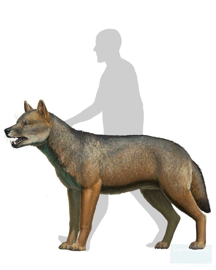 Nature Had To Be “Metal” When These 67 Now Extinct Creatures Were Around (New Pics)