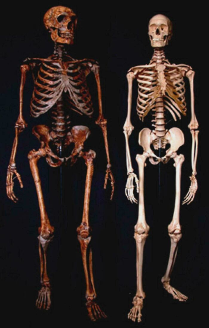 Nature Had To Be “Metal” When These 67 Now Extinct Creatures Were Around (New Pics)