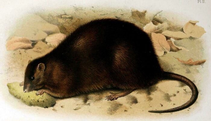 Nature Had To Be “Metal” When These 67 Now Extinct Creatures Were Around (New Pics)