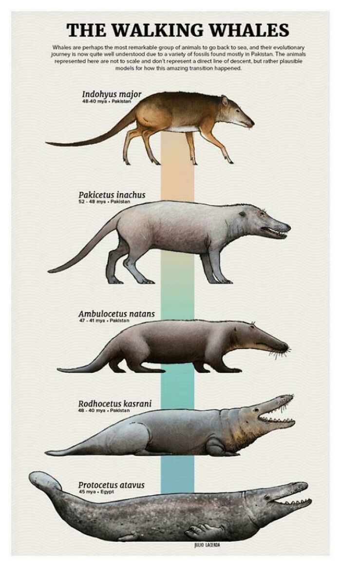 Nature Had To Be “Metal” When These 67 Now Extinct Creatures Were Around (New Pics)
