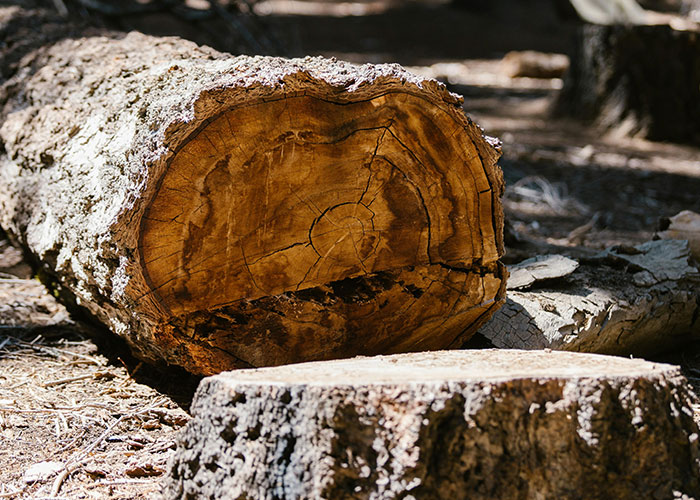Neighbor Cuts Down White Oak Trees Without Permission, Gets Hit With $190K Settlement