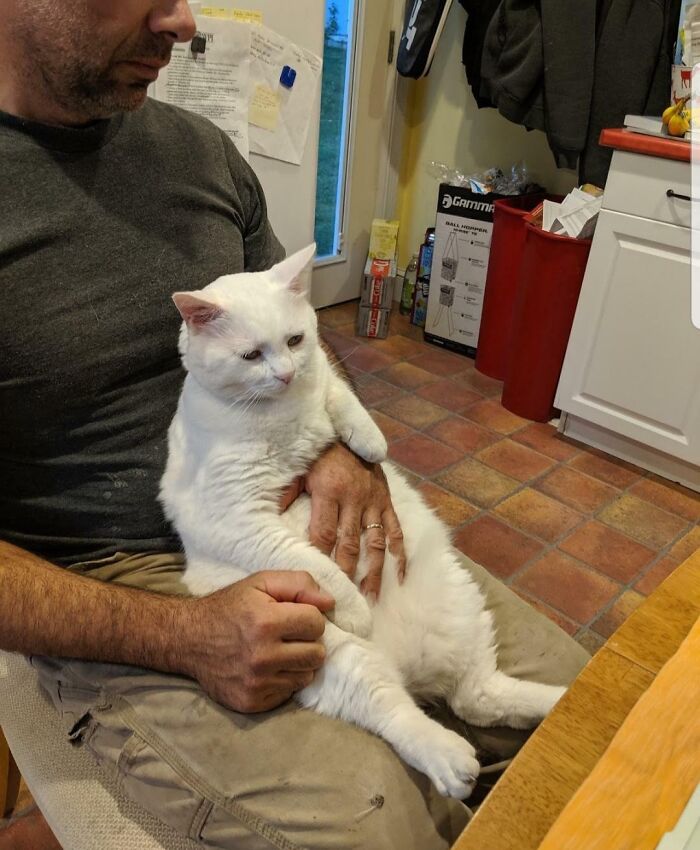 140 Dads Who Said “No Pets” And Ended Up Becoming Total Softies