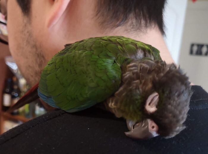 140 Dads Who Said “No Pets” And Ended Up Becoming Total Softies