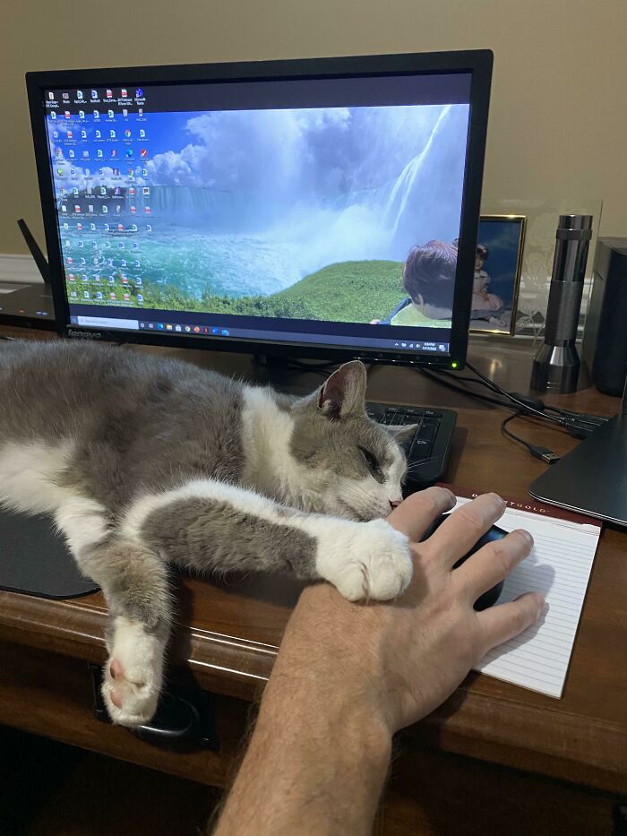 140 Dads Who Said “No Pets” And Ended Up Becoming Total Softies