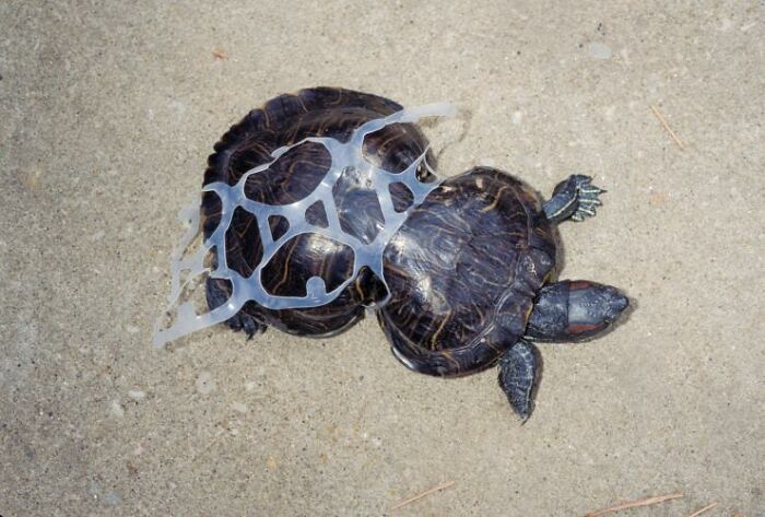 Litter-Fighting Superhero, Peanut The Turtle, Turns 41, Gets Her Own Birthday Party