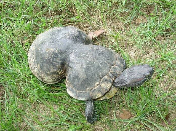 Litter-Fighting Superhero, Peanut The Turtle, Turns 41, Gets Her Own Birthday Party