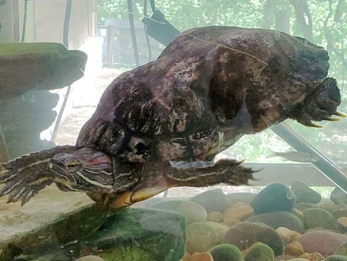 Litter-Fighting Superhero, Peanut The Turtle, Turns 41, Gets Her Own Birthday Party