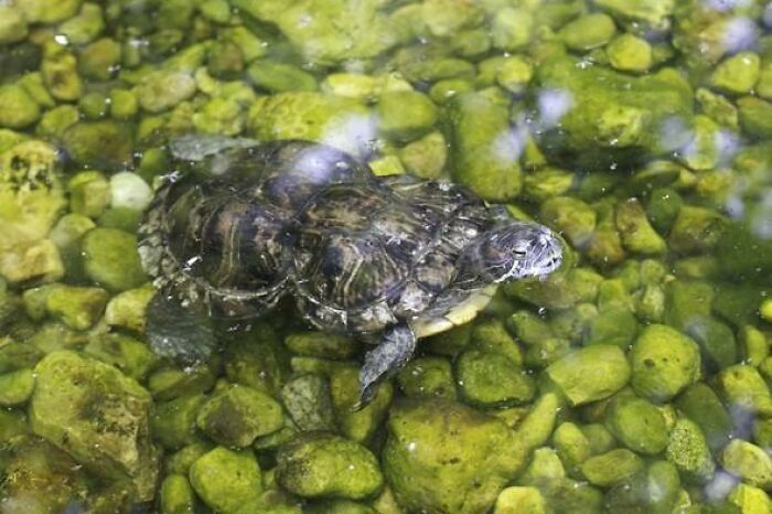 Litter-Fighting Superhero, Peanut The Turtle, Turns 41, Gets Her Own Birthday Party