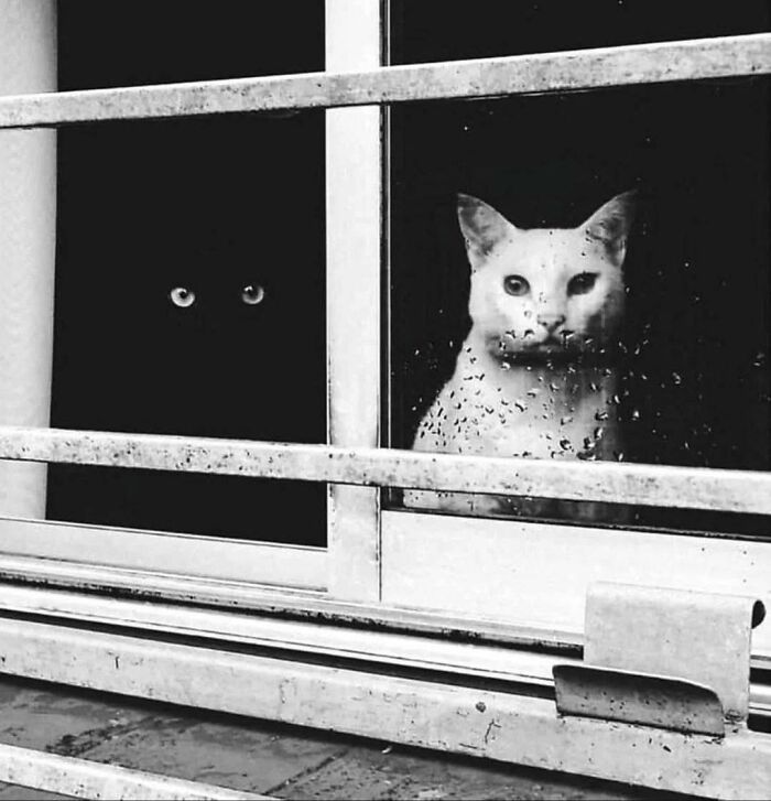 77 Times Animals Charmed Us With Being In Very Weird Places