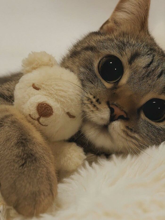 77 Times Animals Charmed Us With Being In Very Weird Places