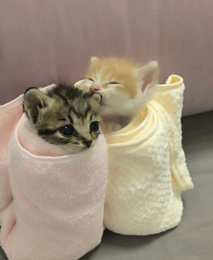 77 Times Animals Charmed Us With Being In Very Weird Places
