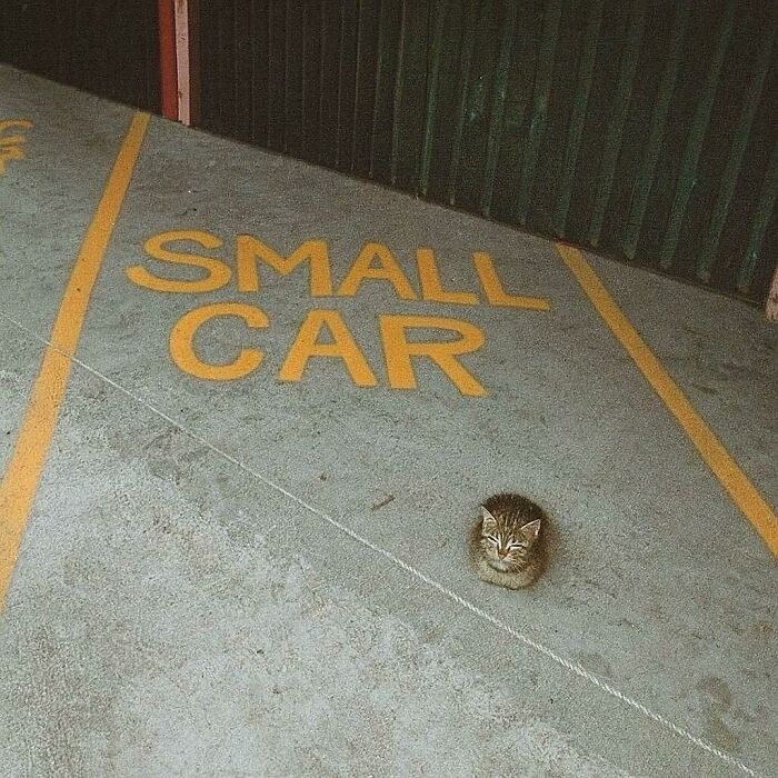 77 Times Animals Charmed Us With Being In Very Weird Places