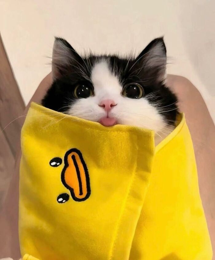 77 Times Animals Charmed Us With Being In Very Weird Places