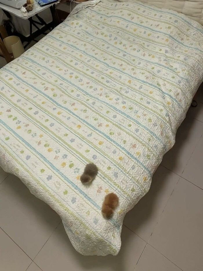 77 Times Animals Charmed Us With Being In Very Weird Places