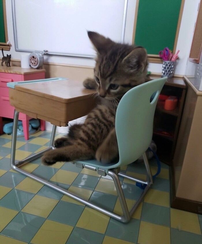 77 Times Animals Charmed Us With Being In Very Weird Places