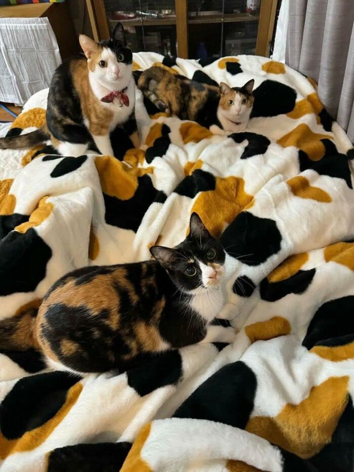 77 Times Animals Charmed Us With Being In Very Weird Places