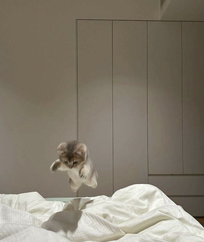 77 Times Animals Charmed Us With Being In Very Weird Places