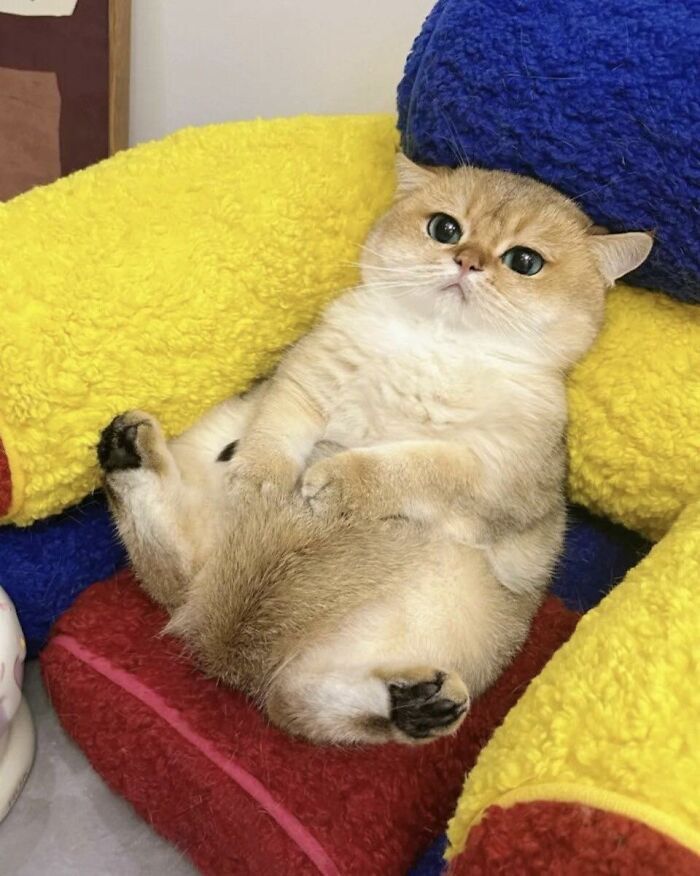 77 Times Animals Charmed Us With Being In Very Weird Places