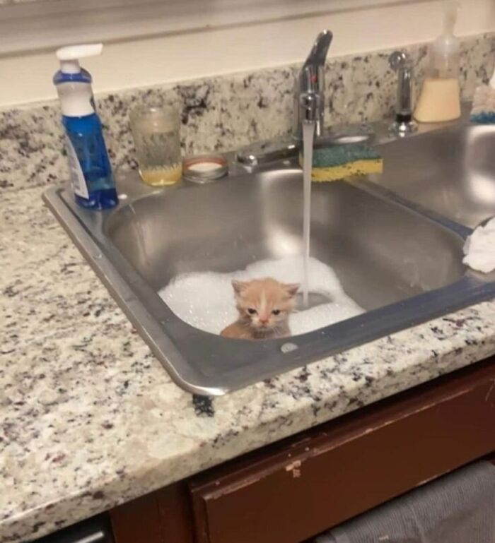 77 Times Animals Charmed Us With Being In Very Weird Places
