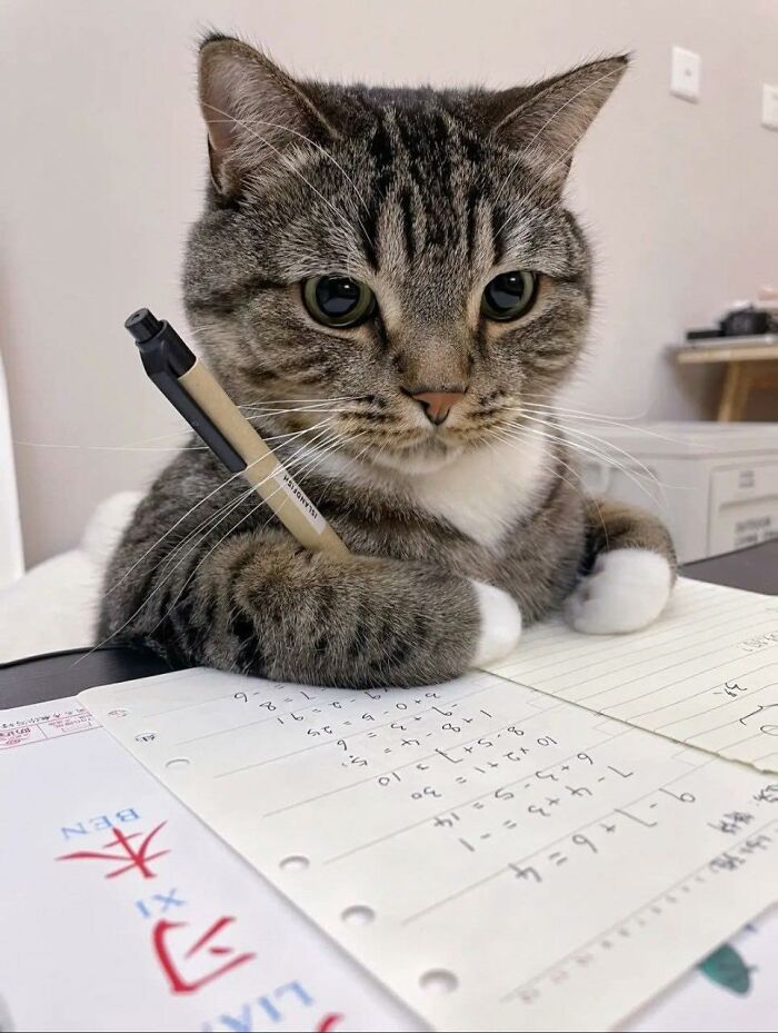 77 Times Animals Charmed Us With Being In Very Weird Places