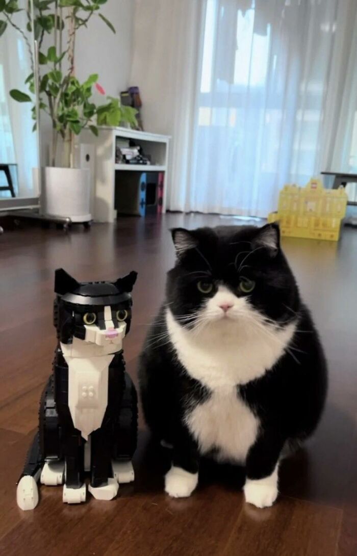 77 Times Animals Charmed Us With Being In Very Weird Places