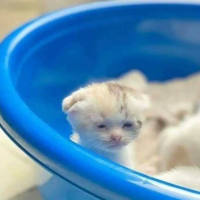77 Times Animals Charmed Us With Being In Very Weird Places