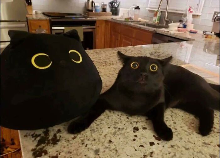 77 Times Animals Charmed Us With Being In Very Weird Places