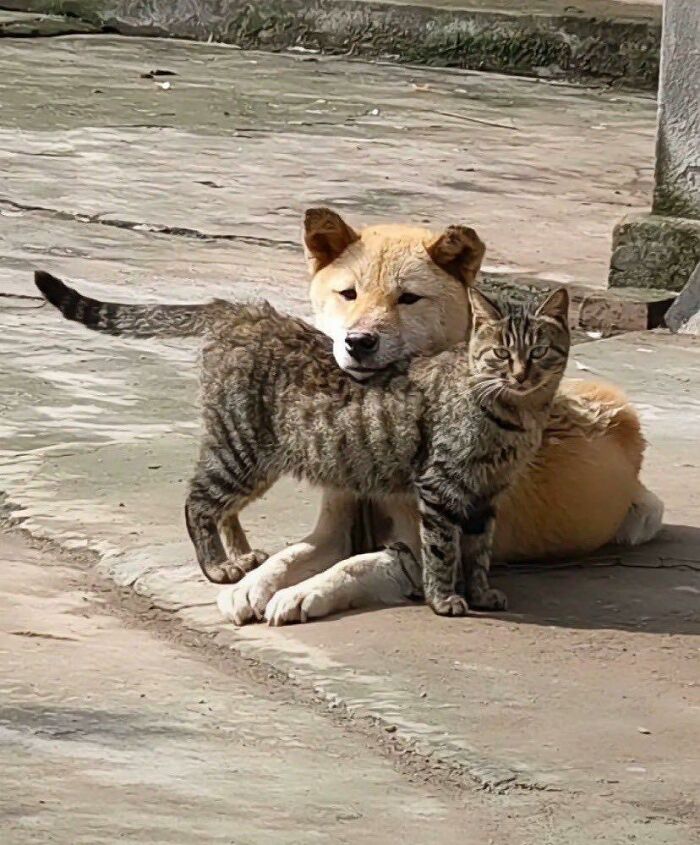 77 Times Animals Charmed Us With Being In Very Weird Places