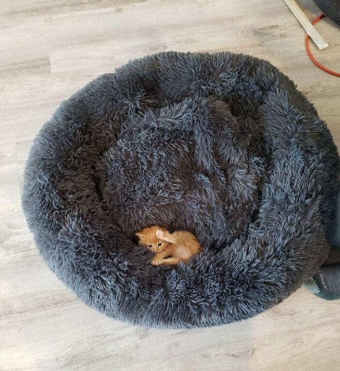 77 Times Animals Charmed Us With Being In Very Weird Places