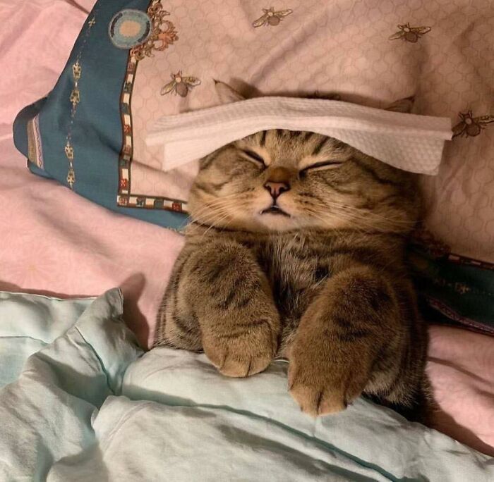 77 Times Animals Charmed Us With Being In Very Weird Places